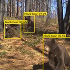 Google SpeciesNet: KI-Modell identifiziert 2.500 Tierarten