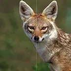 95 Prozent weniger VRAM: Wie Topaz Labs große KI-Modelle schrumpft