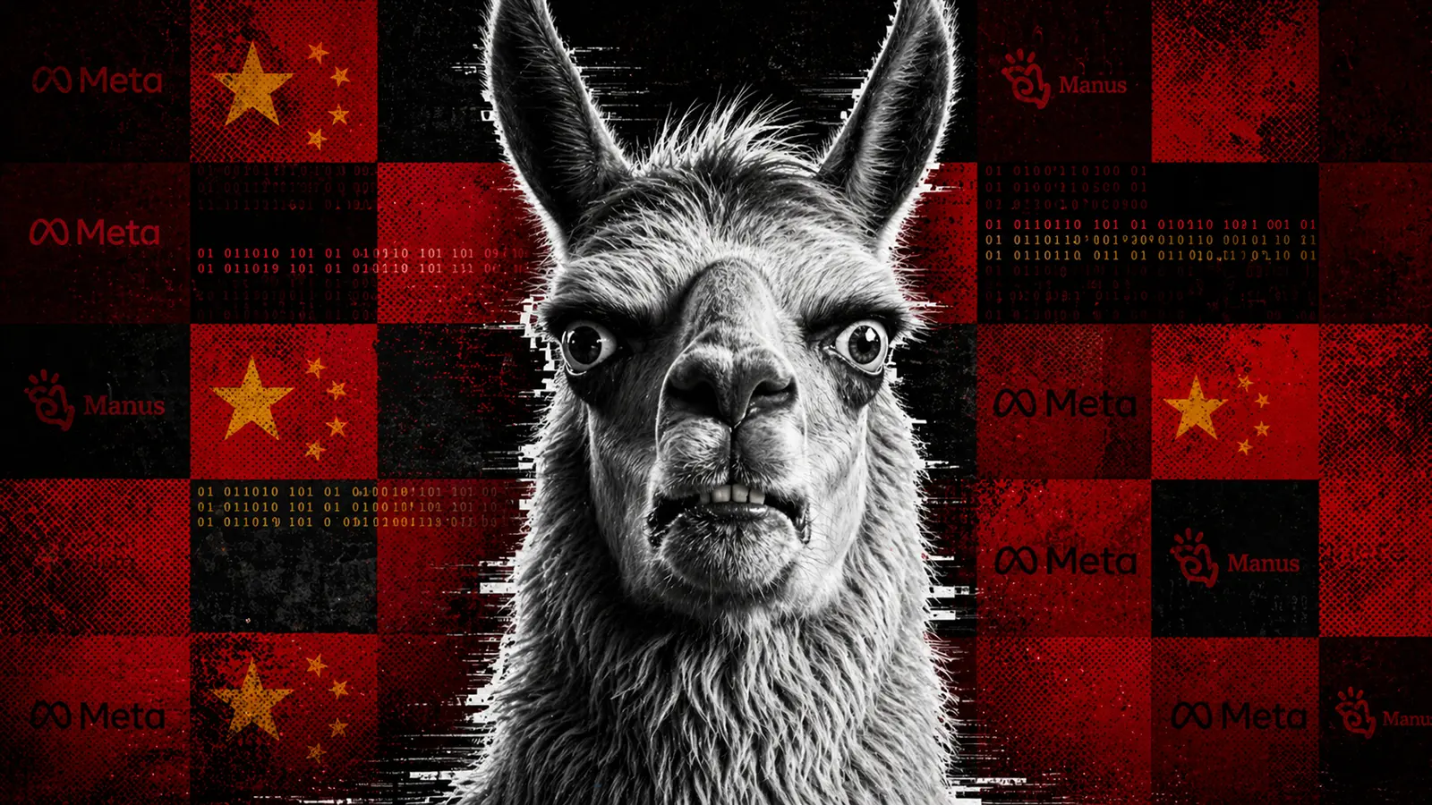 Ein Lama im Portrait mit Problemen